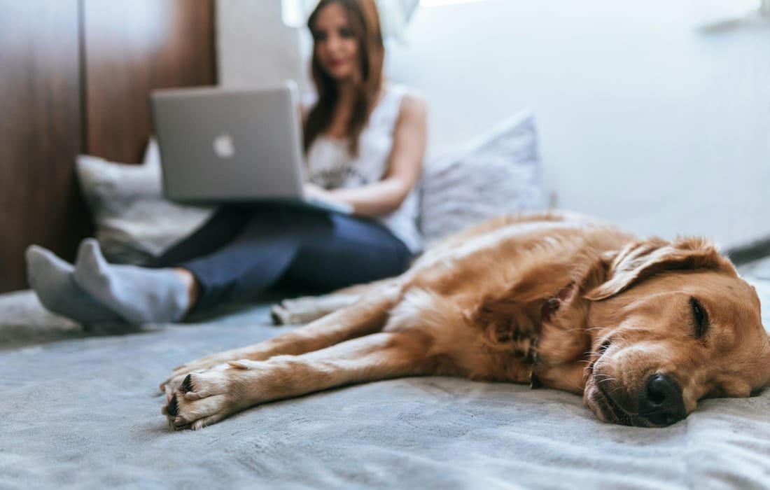 A woman sitting on a bed with a laptop on her knees, a golden retriever asleep beside her